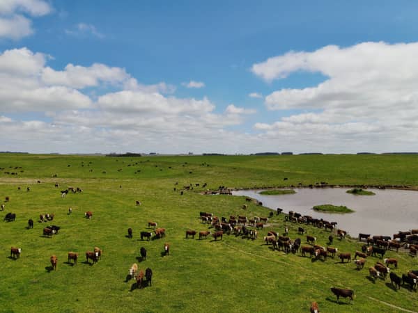 Establecimiento ganadero - agrícola con buenos accesos e instalaciones completas